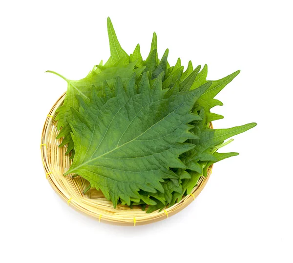 Fresh Green Shiso Leaf White Background — Stock Photo, Image