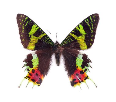 Beyaz arka plan üzerinde izole kelebek Madagascan günbatımı güve makro