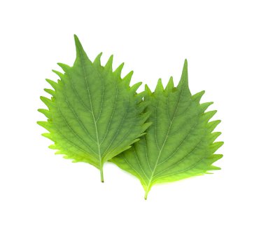 taze yeşil shiso yaprak beyaz arka plan üzerinde