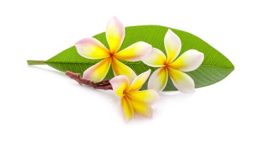 Frangipani çiçeği beyaza izole edilmiş.