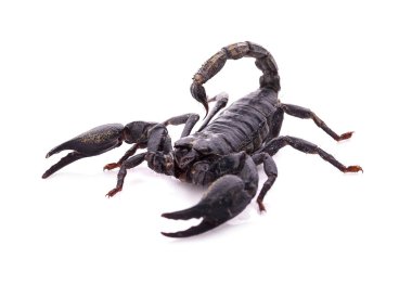 Siyah akrep beyaz arkaplanda izole edildi
