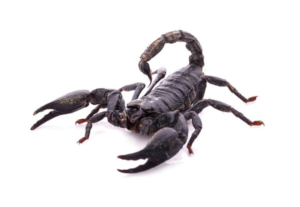 Черный скорпион изолирован на белом фоне