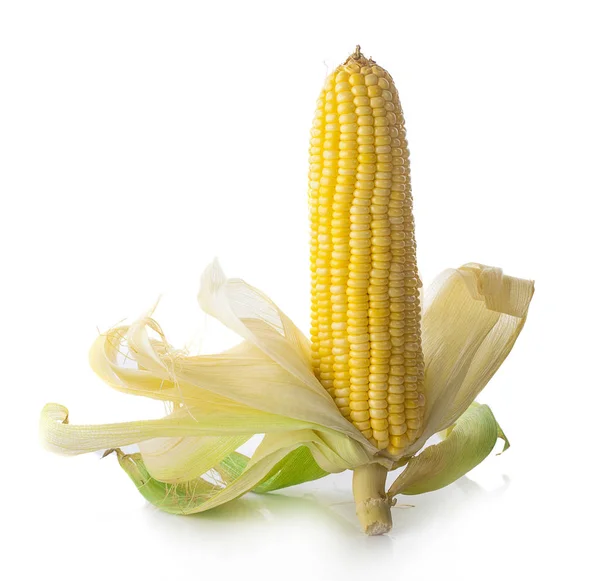 白色背景下分离的玉米单穗作为包装设计元件 — 图库照片