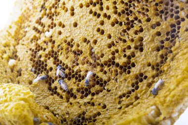 Bal peteği üzerinde çalışan arılar