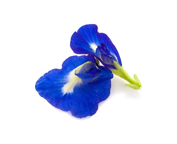 Butterfly Pea Flower Isolated White Background — Stock Photo, Image