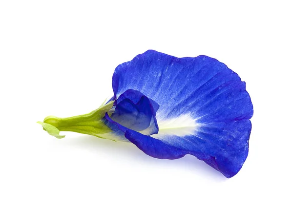 Butterfly Pea Flower Isolated White Background — Stock Photo, Image