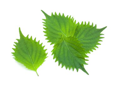 taze yeşil shiso yaprak beyaz arka plan üzerinde