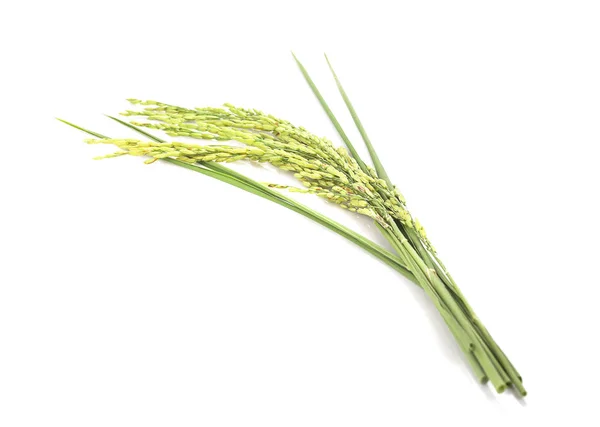 Zelený Hrot Rýže Izolované Bílém Pozadí — Stock fotografie