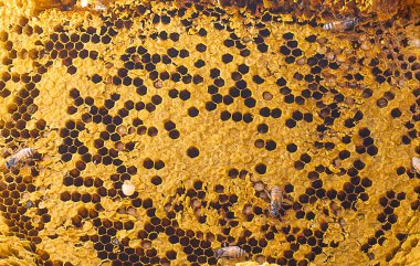 Bal hücreleri üzerinde çalışan arıların görüntüsünü kapat