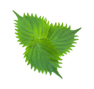 taze yeşil shiso yaprak beyaz arka plan üzerinde