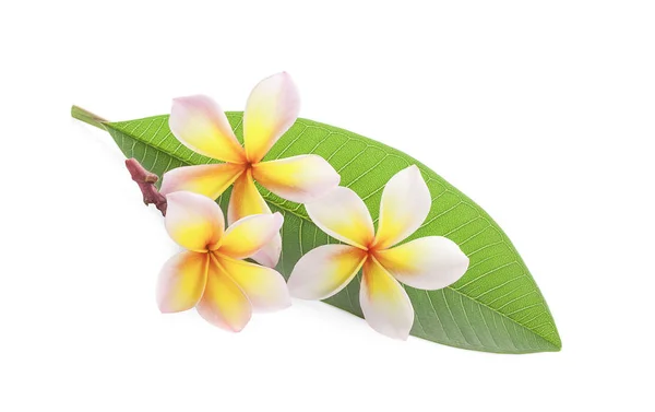 Flor Frangipani Aislada Blanco —  Fotos de Stock