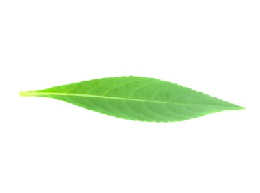 Beyaz arkaplanda damlaları olan turunçgil yaprakları