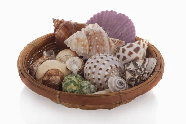 Set Clam Mollusc Shells Isolated White Backgroun — Stock Photo, Image