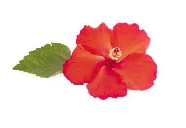 Beyaz arka plan üzerinde izole kırmızı hibiscus parlak büyük çiçek
