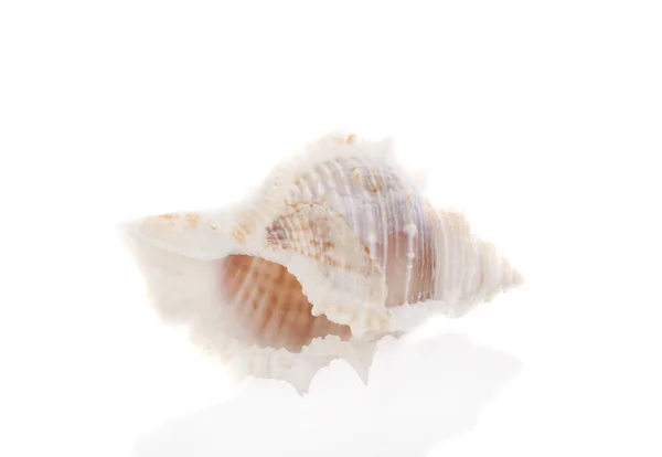 Морська Мушля Білому Тлі — стокове фото