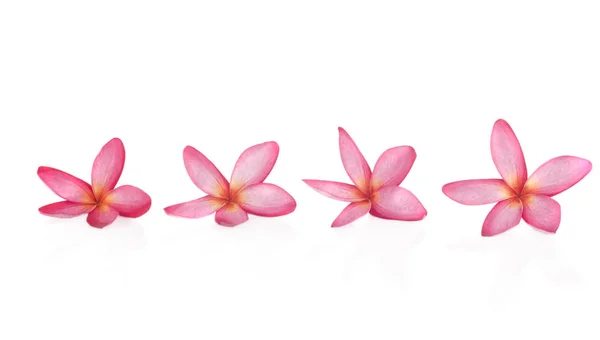 Pink Plumeria Plumeria Tree Frangipani Tropical Flowers Royalty Free Stock Images