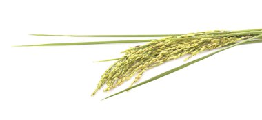 Yeşil spike pirinç Isolated beyaz arka plan üzerinde