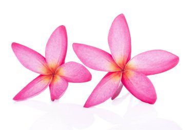 Beyaz üzerine izole edilmiş pembe çiçek.
