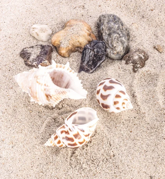 Schelpen Met Zand Als Achtergrond — Stockfoto