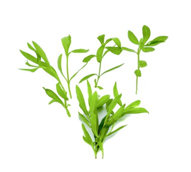 Tarragon (Artemisia dracunculus) beyaz arkaplanda izole edildi