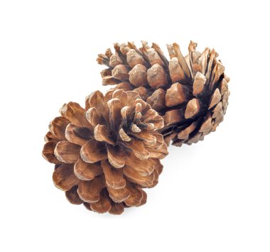 Beyaz arkaplanda çam kozalağı izole