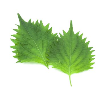 taze yeşil shiso yaprak beyaz arka plan üzerinde