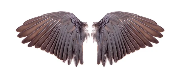 Angel Vleugels Witte Achtergrond — Stockfoto