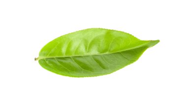 Beyaz arkaplanda yeşil çay yaprağı izole