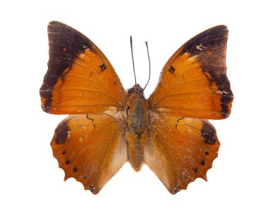 Beyaz kırpma yolu ile izole sarımsı kahverengi Rajah kelebeği