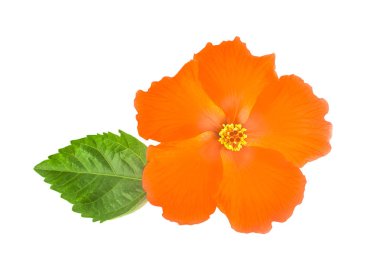 Beyaz arkaplanda yaprağı olan Hibiscus çiçeği