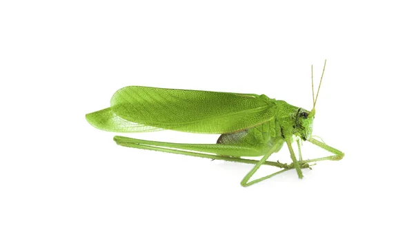 Зеленый Кузнечик Изолирован Белом Фоне — стоковое фото