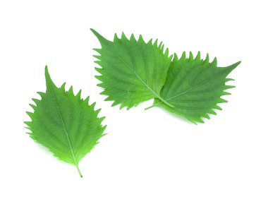 Beyaz arka plan üzerinde shiso yaprak
