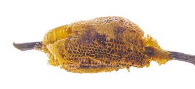 Petek üzerinde beyaz izole