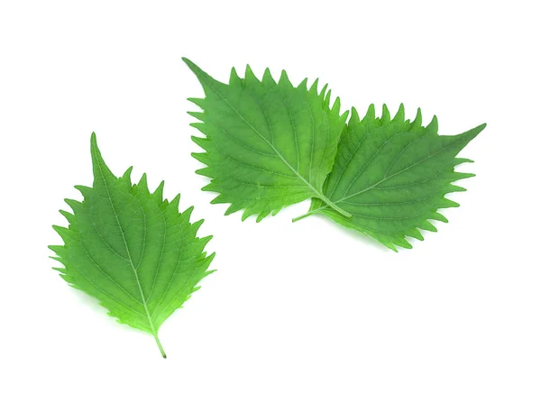 Shiso Leaf Witte Achtergrond — Stockfoto