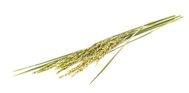 organik çeltik pilavı, çeltik kulağı, Tayland yasemin pirinci, beyaz arka planda izole edilmiş.