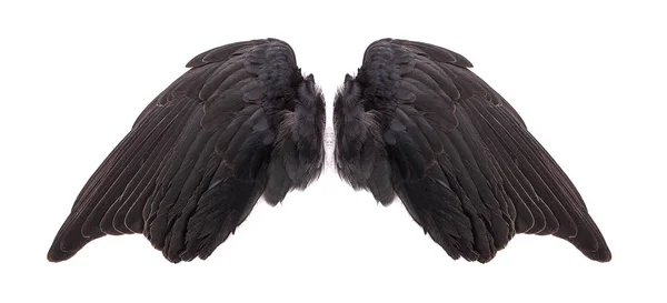 Vleugels Van Vogels Witte Bacground — Stockfoto