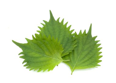 Beyaz arka plan üzerinde shiso yaprak