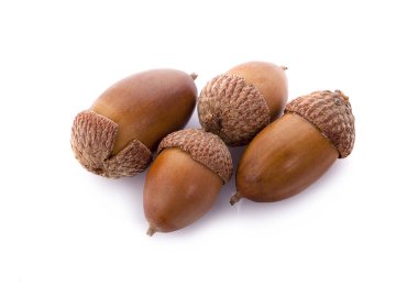 Beyaz arkaplanda palamutlar