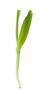 Beyaz arkaplanda yeşil soğan izole edildi