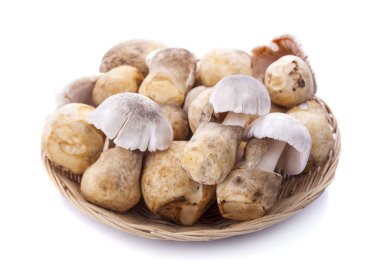 Volvariella volvacea izole beyaz arka plan