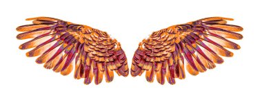 Melek kanatları beyaz arkaplanda izole edilmiş