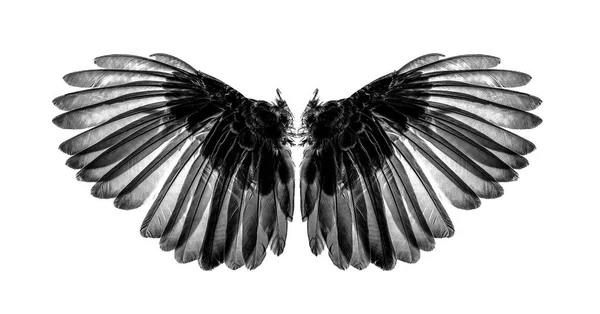 Flügel Der Vögel Auf Weißem Hintergrund — Stockfoto