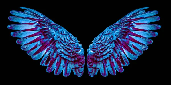 Siyah arka plan üzerine izole Melek kanatları