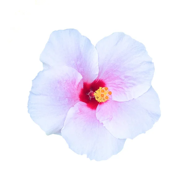 Flor Chaba Flor Hibisco Sobre Fondo Blanco — Foto de Stock