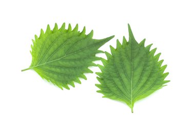 Beyaz arka plan üzerinde shiso yaprak