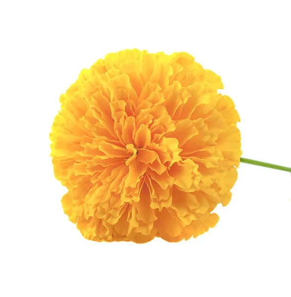 yellow Marigold flower, Tagetes erecta, Mexican marigold, Aztec marigold, African marigold isolated on white background