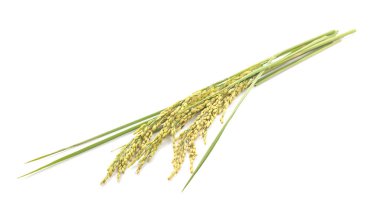 Başak beyaz izole çeltik pirinç