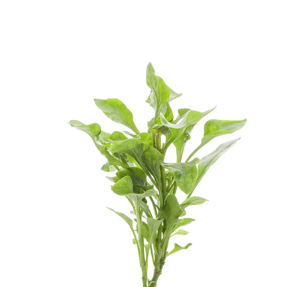 Watercress Isolated White Background — Stock Photo, Image