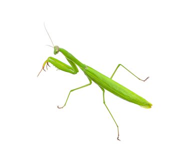 Çekirge beyaz arkaplanda izole edildi.