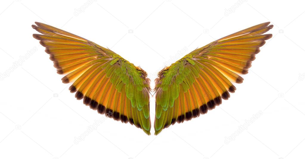 Angel wings on white background